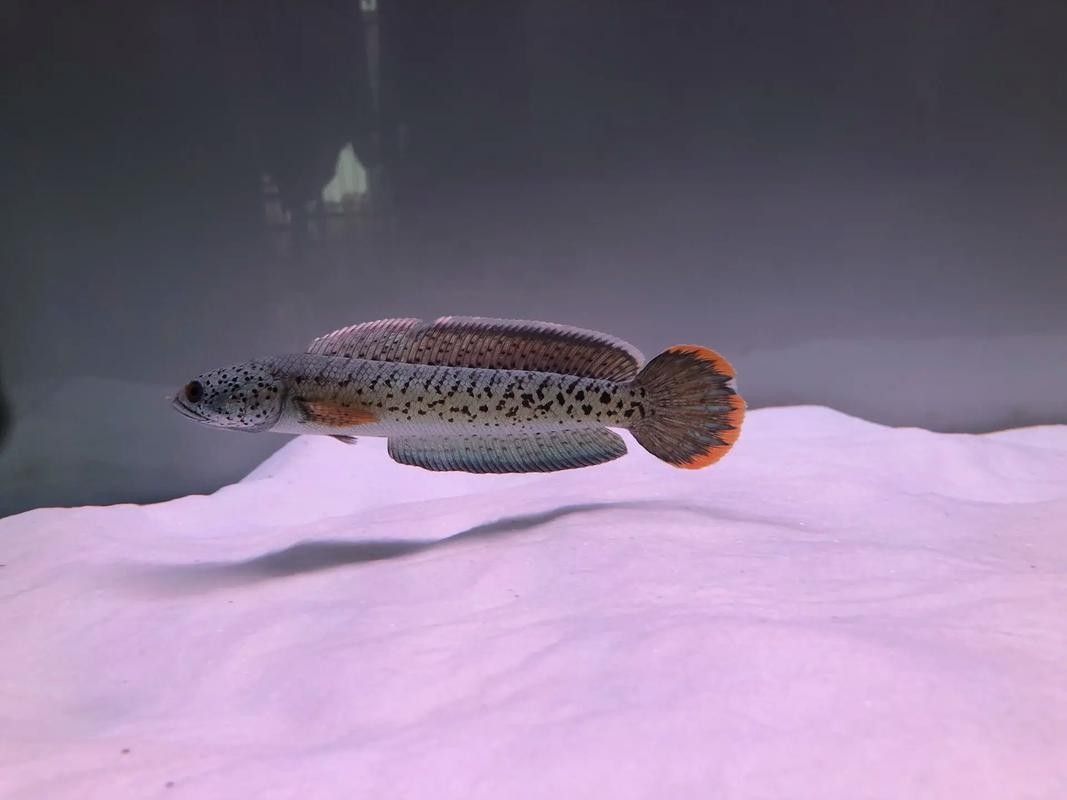 雷龍魚幼苗圖片欣賞 雷龍魚幼苗圖片欣賞 龍魚百科 第19張