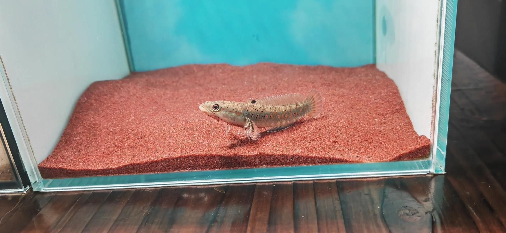 雷龍魚幼苗圖片欣賞 雷龍魚幼苗圖片欣賞 龍魚百科 第22張