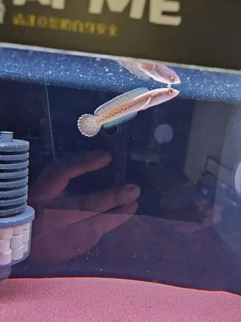 雷龍魚幼苗圖片欣賞 雷龍魚幼苗圖片欣賞 龍魚百科 第20張