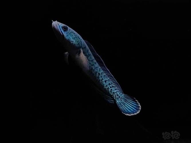 雷龍魚幼苗圖片欣賞 雷龍魚幼苗圖片欣賞 龍魚百科 第21張
