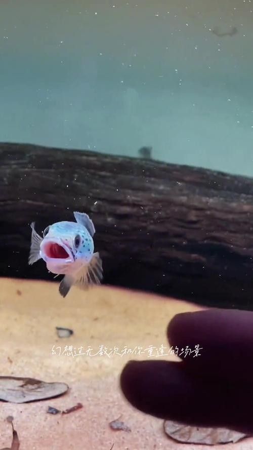 雷龍魚幼苗圖片欣賞 雷龍魚幼苗圖片欣賞 龍魚百科 第18張