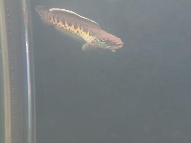 雷龍魚幼苗圖片欣賞 雷龍魚幼苗圖片欣賞 龍魚百科 第40張