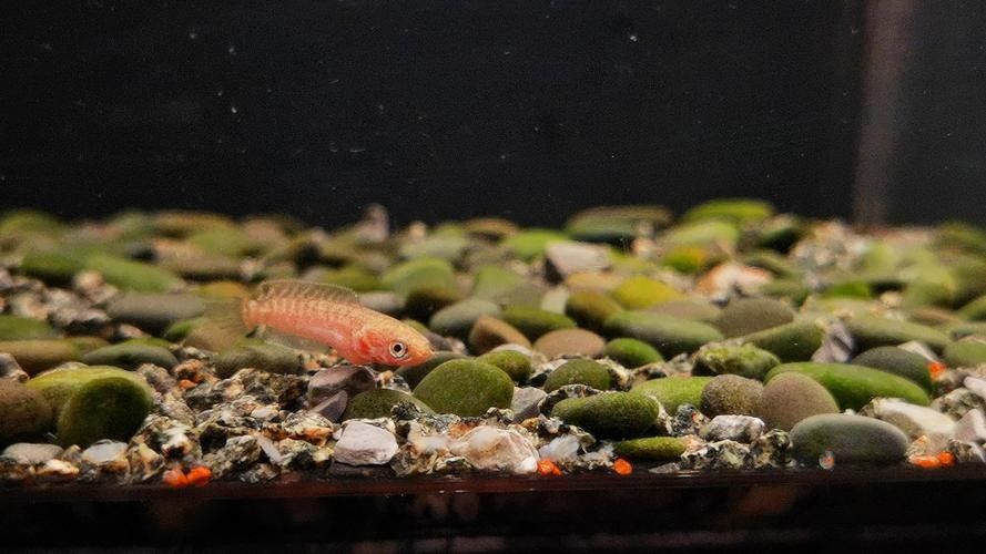 雷龍魚幼苗圖片欣賞 雷龍魚幼苗圖片欣賞 龍魚百科 第34張