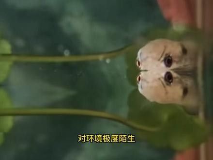 雷龍魚幼苗圖片欣賞 雷龍魚幼苗圖片欣賞 龍魚百科 第29張
