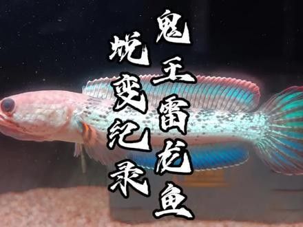 雷龍魚幼苗圖片欣賞 雷龍魚幼苗圖片欣賞 龍魚百科 第30張