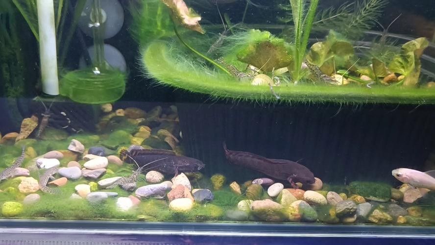 雷龍魚幼苗圖片欣賞 雷龍魚幼苗圖片欣賞 龍魚百科 第35張
