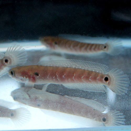 雷龍魚幼苗圖片欣賞 雷龍魚幼苗圖片欣賞 龍魚百科 第37張