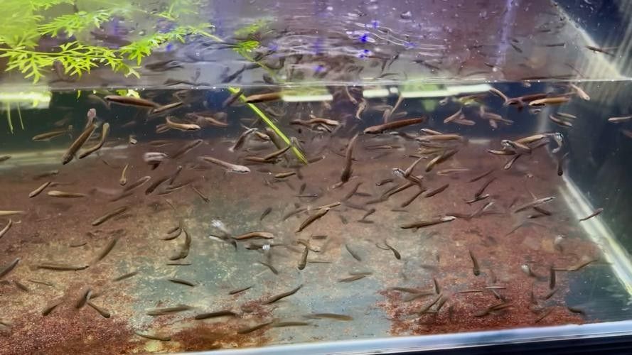 雷龍魚幼苗圖片欣賞 雷龍魚幼苗圖片欣賞 龍魚百科 第33張