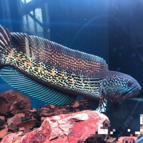 雷龍魚幼苗圖片欣賞 雷龍魚幼苗圖片欣賞 龍魚百科 第39張