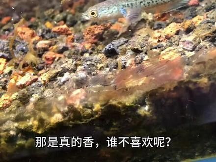 雷龍魚幼苗圖片欣賞 雷龍魚幼苗圖片欣賞 龍魚百科 第28張