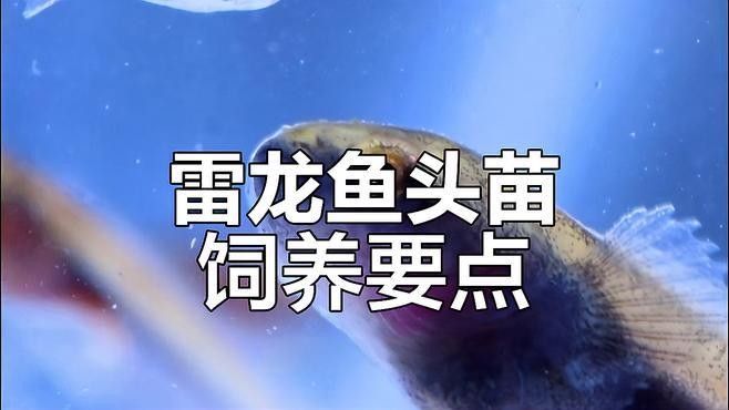 雷龍魚幼苗圖片欣賞 雷龍魚幼苗圖片欣賞 龍魚百科 第27張