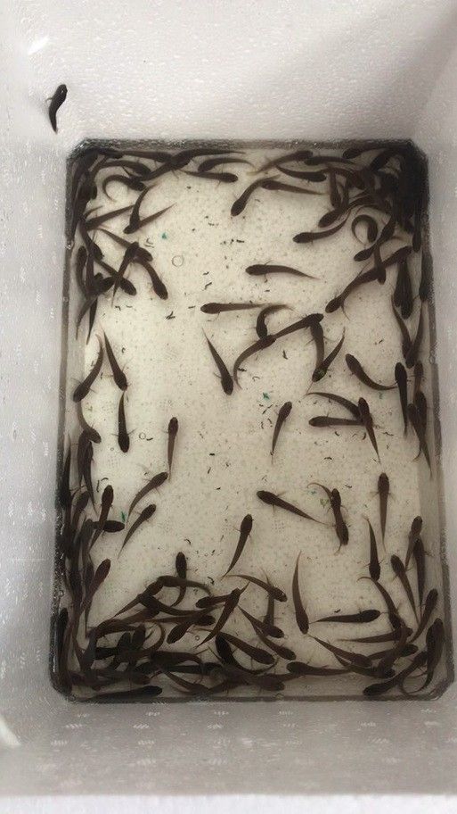 雷龍魚幼苗圖片欣賞 雷龍魚幼苗圖片欣賞 龍魚百科 第38張