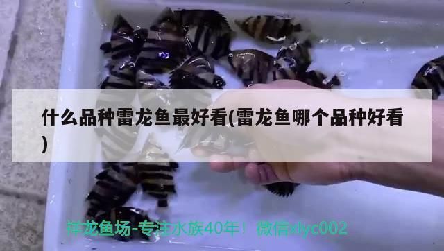 什么品種雷龍魚好看：被認為好看的雷龍魚品種：彩虹雷龍（channagachua） 什么品種雷龍魚好看：被認為好看的雷龍魚品種：彩虹雷龍（channagachua） 龍魚百科 第2張