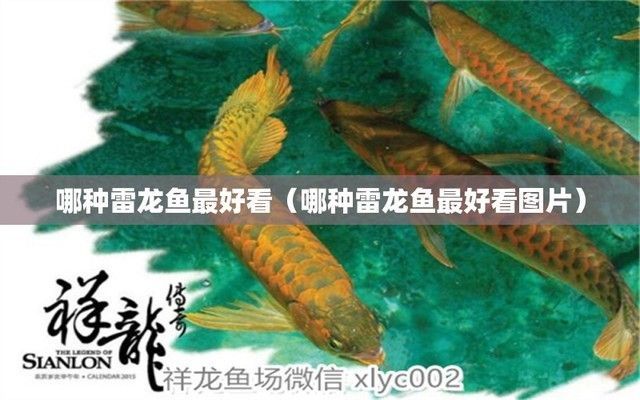什么品種雷龍魚好看：被認為好看的雷龍魚品種：彩虹雷龍（channagachua） 什么品種雷龍魚好看：被認為好看的雷龍魚品種：彩虹雷龍（channagachua） 龍魚百科 第3張