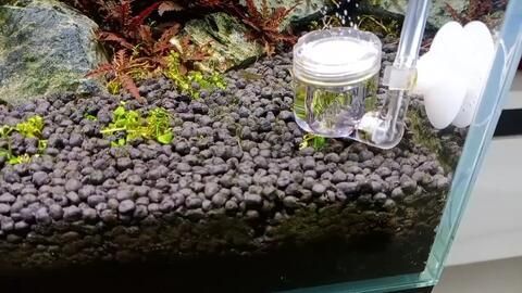 龍魚缸長綠藻怎么辦：龍魚缸長綠藻怎么辦龍魚缸長綠藻怎么辦 龍魚缸長綠藻怎么辦：龍魚缸長綠藻怎么辦龍魚缸長綠藻怎么辦 龍魚百科