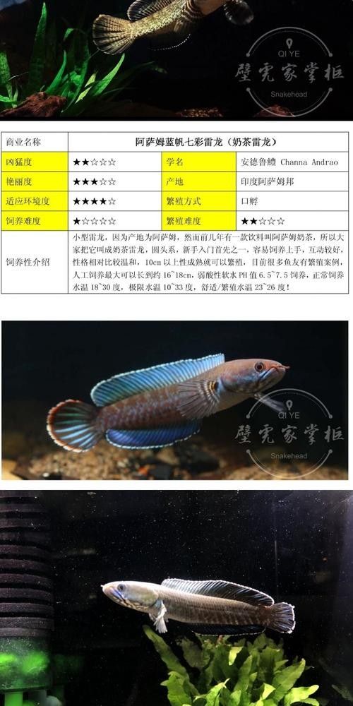 雷龍魚logo