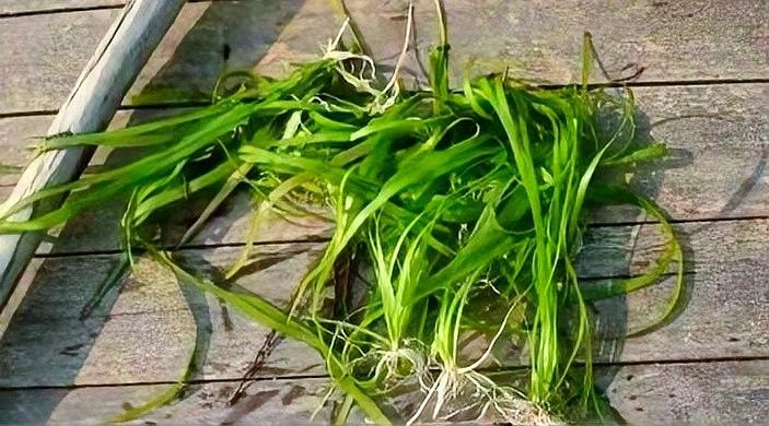 龍魚缸為什么不能養水草 龍魚缸為什么不能養水草 龍魚百科 第4張