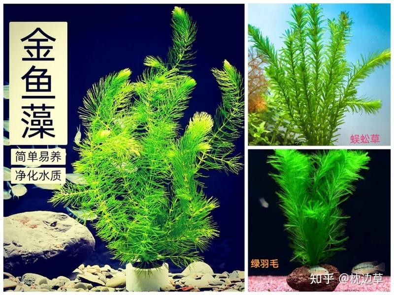 龍魚缸為什么不能養水草 龍魚缸為什么不能養水草 龍魚百科 第5張