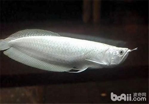 龍魚常見病癥有哪些圖片龍魚的常見病癥有哪些圖片：關(guān)于龍魚常見病癥的文字描述 龍魚常見病癥有哪些圖片龍魚的常見病癥有哪些圖片：關(guān)于龍魚常見病癥的文字描述 龍魚百科 第3張
