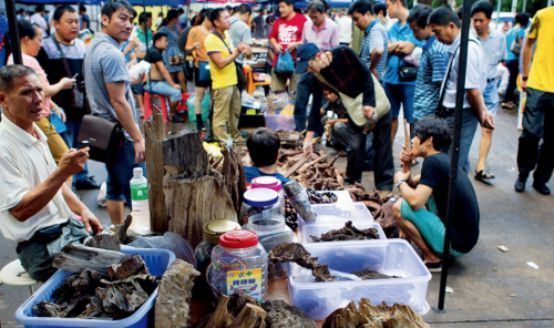 龍魚炒作騙局曝光:如何辨別龍魚市場真偽 龍魚百科 第1張 龍魚炒作騙局曝光:如何辨別龍魚市場真偽 龍魚炒作騙局曝光:如何辨別龍魚市場真偽 龍魚百科 第1張