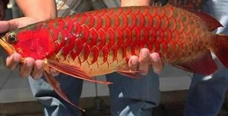 紅龍魚品牌有哪些種類的（紅龍魚品牌及種類大全） 紅龍魚品牌有哪些種類的（紅龍魚品牌及種類大全） 龍魚百科 第6張