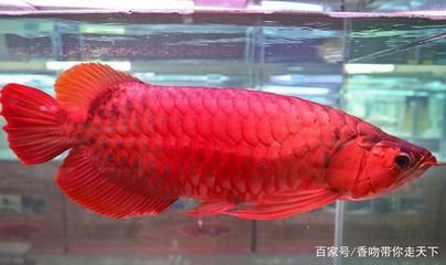 紅龍魚的繁殖過程：紅龍魚的繁殖過程是一個相對復雜的過程