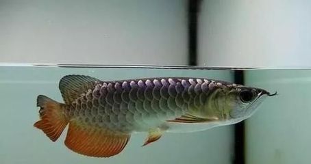 龍魚疾病引起龍魚燒尾的原因是什么呢：龍魚燒尾是一種常見的疾病