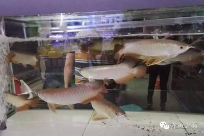 廣州龍魚批發(fā)市場(chǎng)哪家(廣州龍魚城特色品種介紹) 龍魚百科 第5張 廣州龍魚批發(fā)市場(chǎng)哪家(廣州龍魚城特色品種介紹) 廣州龍魚批發(fā)市場(chǎng)哪家(廣州龍魚城特色品種介紹) 龍魚百科 第5張
