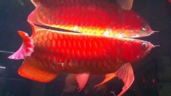 深圳龍魚專賣店電話：深圳龍魚專賣店電話信息