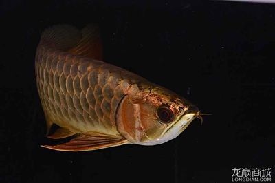 深圳龍魚專賣店電話：深圳龍魚專賣店電話信息