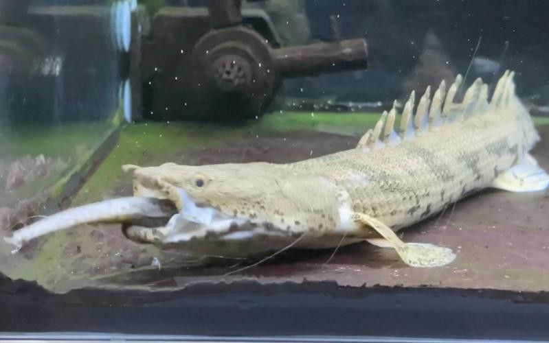 虎紋恐龍魚兇猛嗎圖片