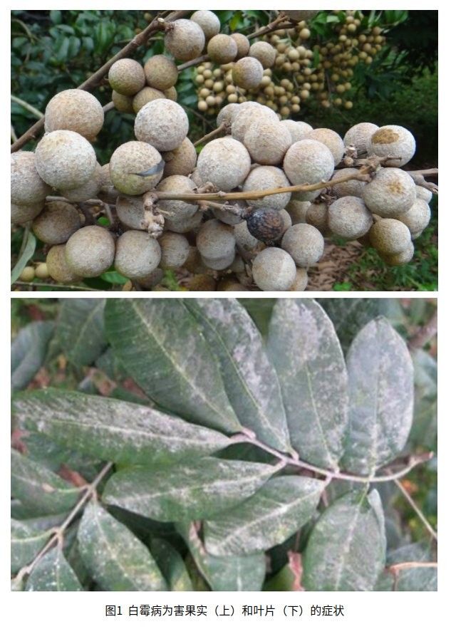 龍眼白霉病和藻斑病的區別視頻