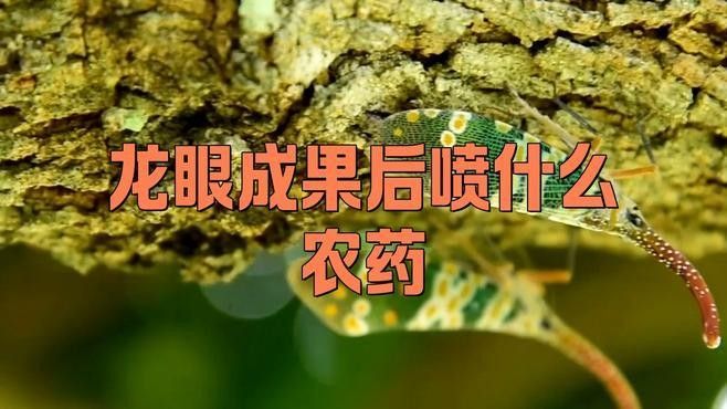 龍眼白霉病和藻斑病的區別視頻