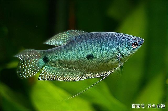 藍曼龍魚和龍魚混養