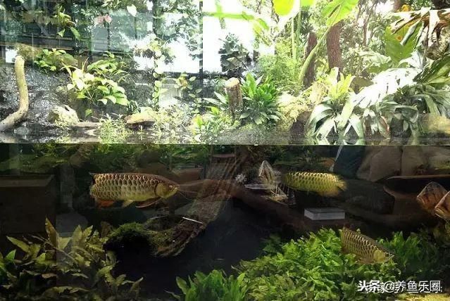 60公分龍魚(yú)能不能養(yǎng)1米缸（60公分的魚(yú)缸能不能養(yǎng)龍魚(yú)？）