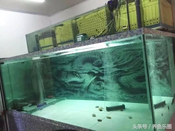 60公分龍魚(yú)能不能養(yǎng)1米缸（60公分的魚(yú)缸能不能養(yǎng)龍魚(yú)？）