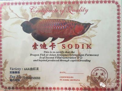 龍魚證書上哪個是網址（龍魚證書上網址位置的具體信息）