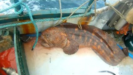 娃娃龍魚突然長黑點（娃娃龍魚身上突然長出黑點可能由多種因素引起） 娃娃龍魚突然長黑點（娃娃龍魚身上突然長出黑點可能由多種因素引起） 龍魚百科 第4張