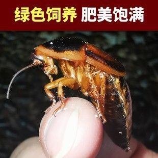 龍魚吃蟑螂能增色嗎：龍魚吃蟑螂可以增色嗎 龍魚吃蟑螂能增色嗎：龍魚吃蟑螂可以增色嗎 龍魚百科 第2張