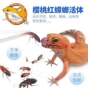 龍魚吃蟑螂能增色嗎：龍魚吃蟑螂可以增色嗎 龍魚吃蟑螂能增色嗎：龍魚吃蟑螂可以增色嗎 龍魚百科 第3張