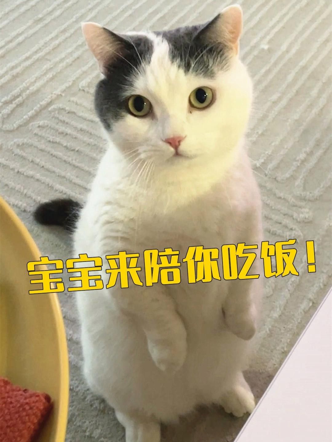 給我推薦一些適合與貓混養的寵物