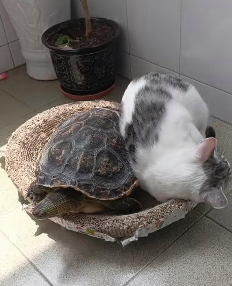 給我推薦一些適合與貓混養的寵物