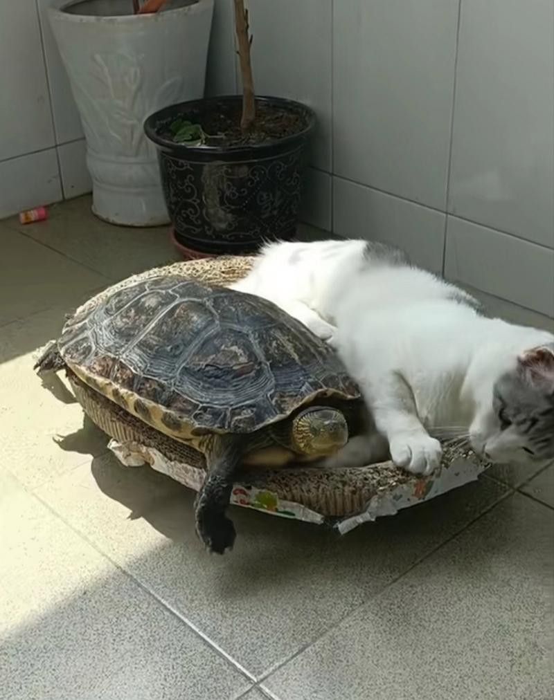 給我推薦一些適合與貓混養的寵物