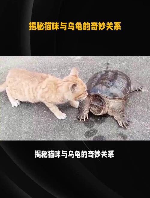 給我推薦一些適合與貓混養的寵物