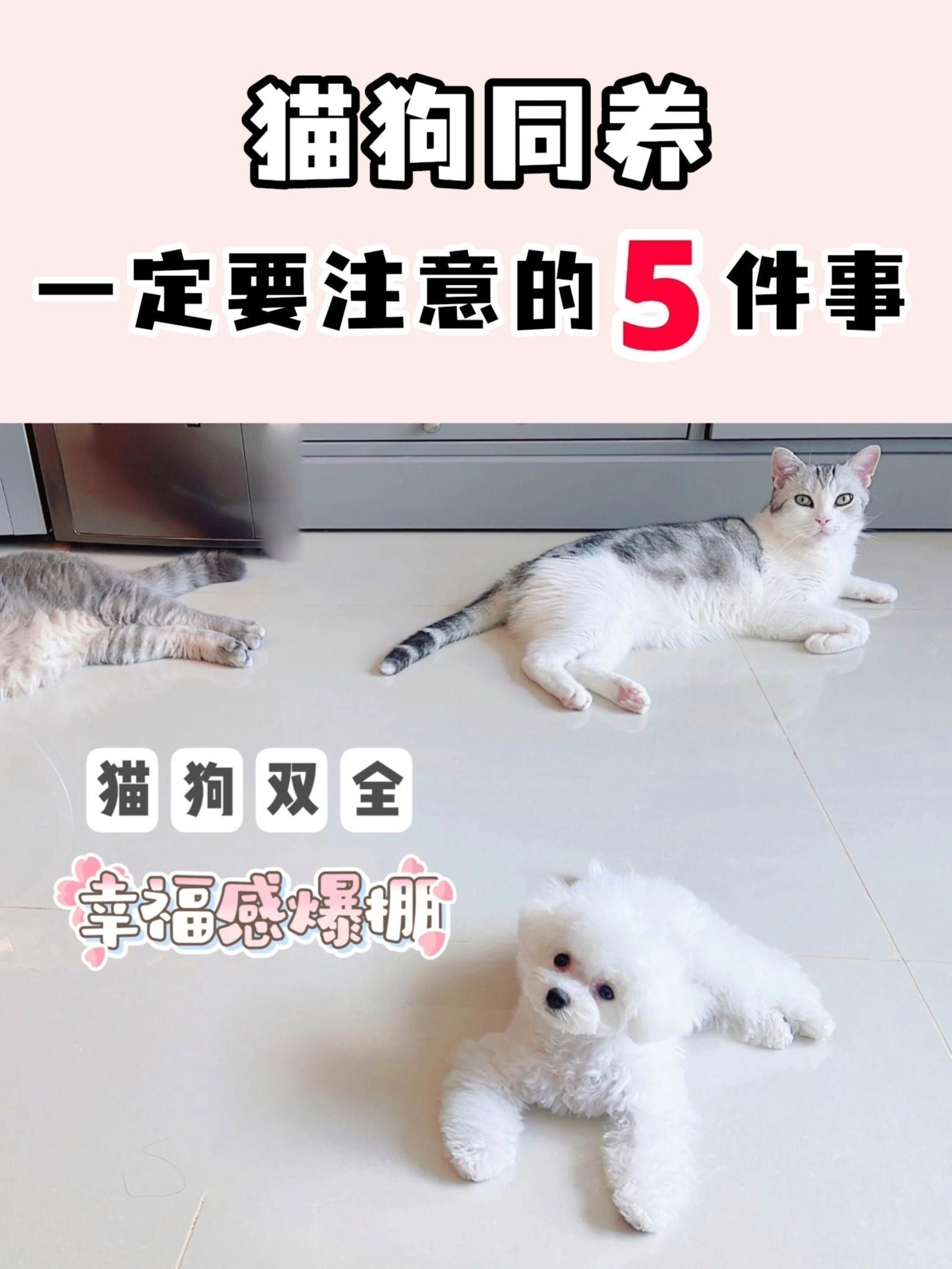 給我推薦一些適合與貓混養的寵物