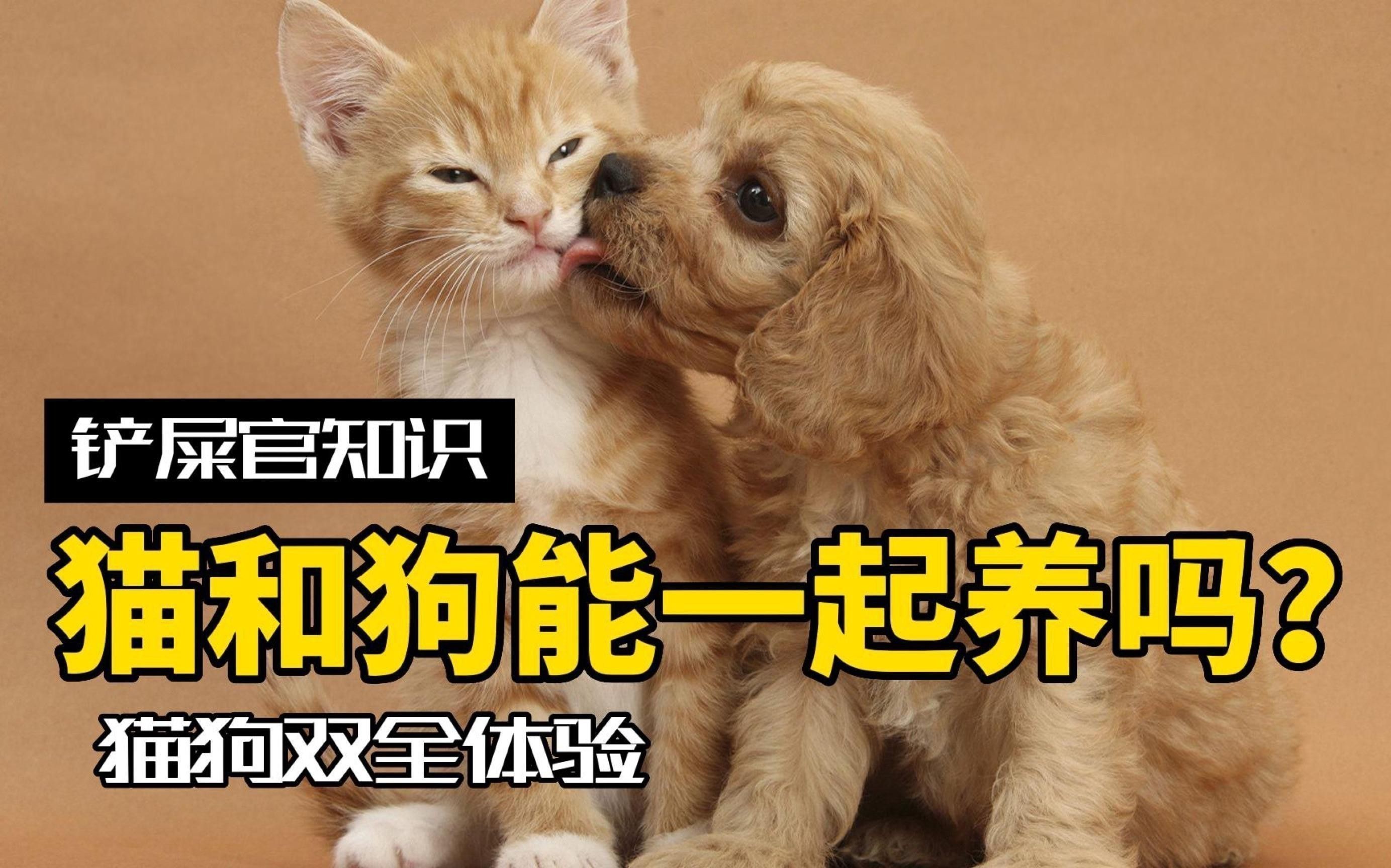 給我推薦一些適合與貓混養的寵物