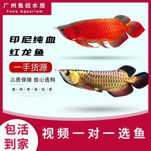 印尼紅龍魚怎么養(yǎng)（印尼紅龍魚養(yǎng)殖方法）