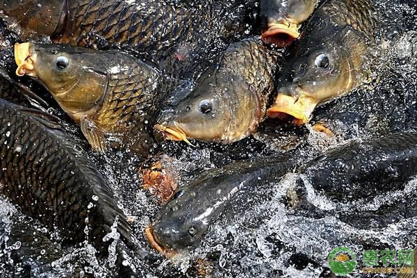 如何判斷龍鳳鯉魚健康狀況：如何判斷龍鳳鯉魚的健康狀況 如何判斷龍鳳鯉魚健康狀況：如何判斷龍鳳鯉魚的健康狀況 龍魚百科 第3張