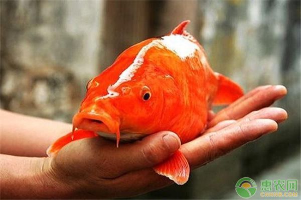 如何判斷龍鳳鯉魚健康狀況：如何判斷龍鳳鯉魚的健康狀況 如何判斷龍鳳鯉魚健康狀況：如何判斷龍鳳鯉魚的健康狀況 龍魚百科 第4張