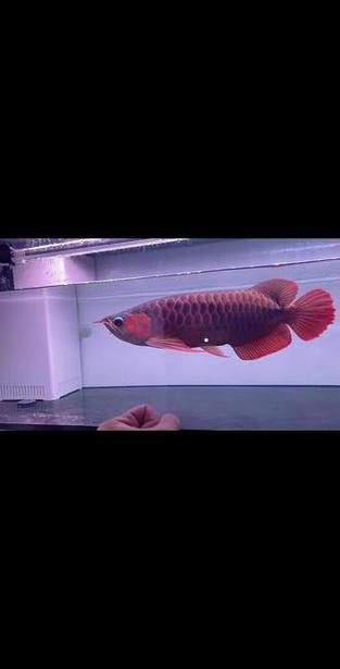 紅龍魚燈光位置擺放圖片視頻